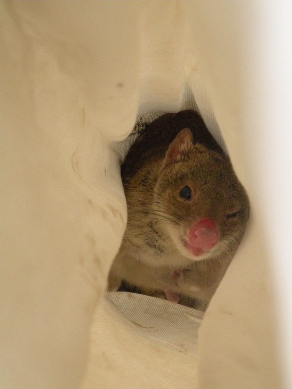 Le quoll ou dasyure, le chat marsupial cousin éloigné du Diable de Tasmanie Le quoll ou dasyure le chat marsupial cousin eloigne du Diable de Tasmanie 7 Le-quoll-ou-dasyure-le-chat-marsupial-cousin-eloigne-du-Diable-de-Tasmanie-7