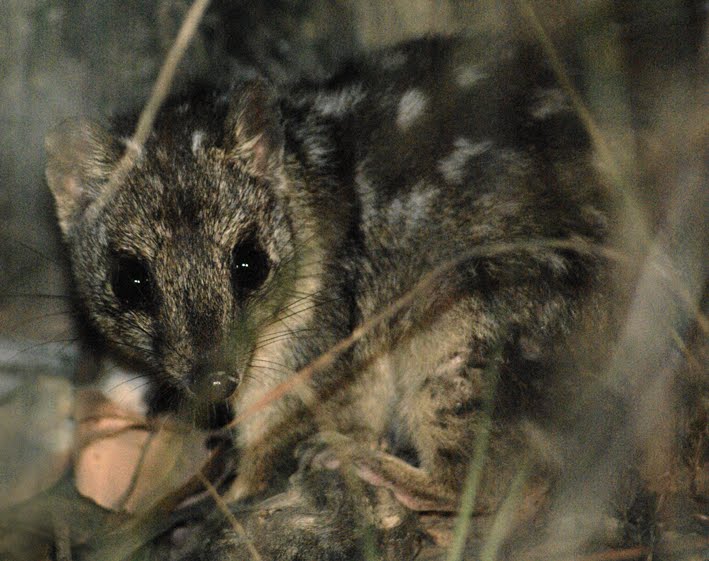 Le quoll ou dasyure, le chat marsupial cousin éloigné du Diable de Tasmanie Le quoll ou dasyure le chat marsupial cousin eloigne du Diable de Tasmanie 8 Le-quoll-ou-dasyure-le-chat-marsupial-cousin-eloigne-du-Diable-de-Tasmanie-8