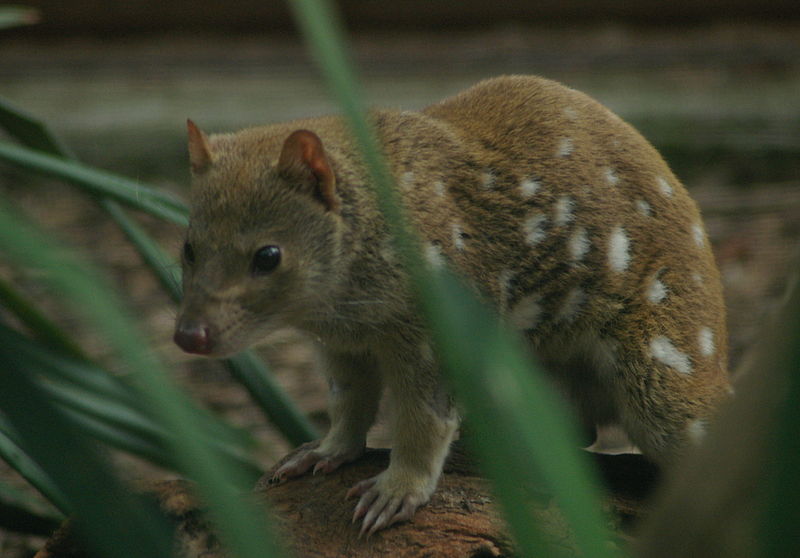 Le quoll ou dasyure, le chat marsupial cousin éloigné du Diable de Tasmanie Le quoll ou dasyure le chat marsupial cousin eloigne du Diable de Tasmanie 9 Le-quoll-ou-dasyure-le-chat-marsupial-cousin-eloigne-du-Diable-de-Tasmanie-9