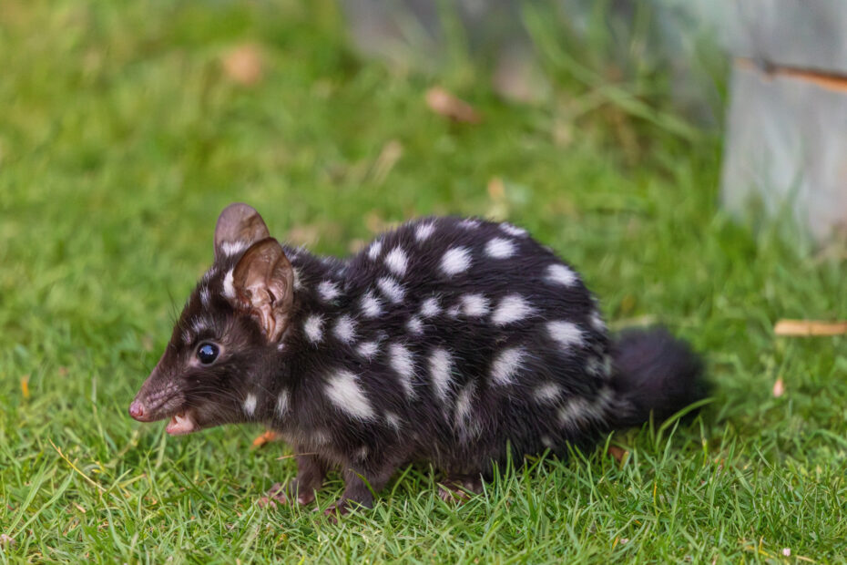 Le quoll ou dasyure, le chat marsupial cousin du diable de Tasmanie Le quoll ou dasyure le chat marsupial tachete d australie 1 Le quoll ou dasyure le chat marsupial tachete d australie 1