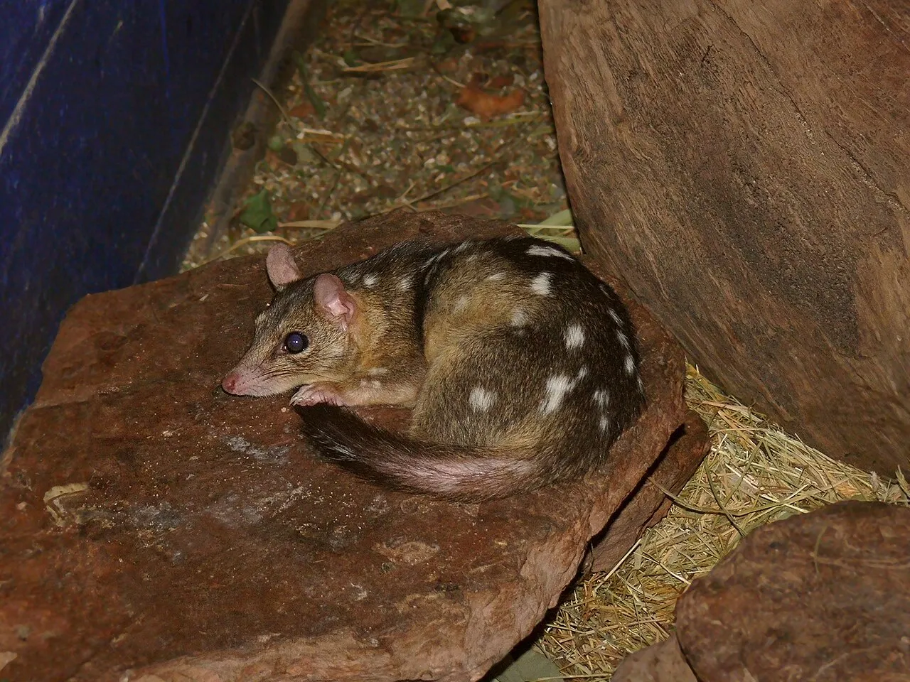 Le quoll ou dasyure le chat marsupial tachete d australie 12 Le quoll ou dasyure le chat marsupial tachete d australie 12