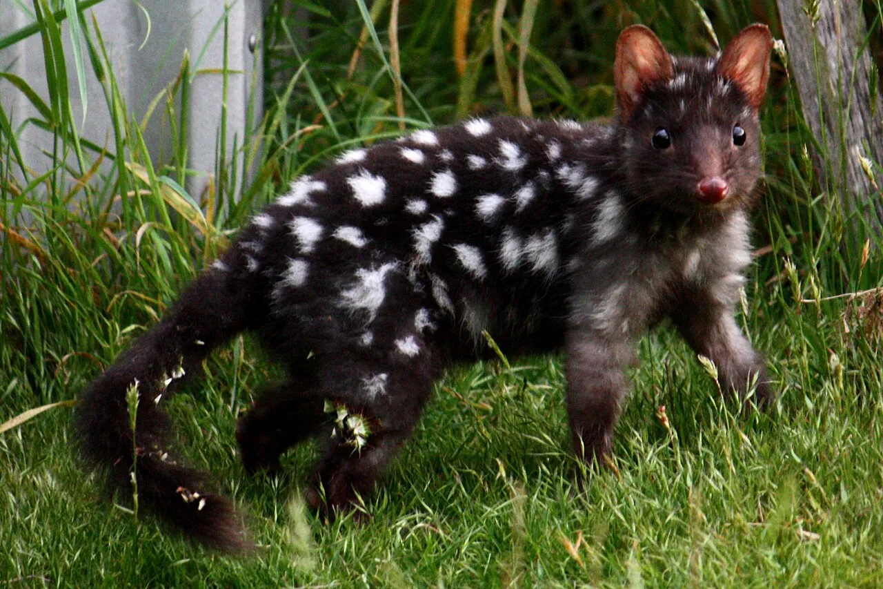 Le quoll ou dasyure le chat marsupial tachete d australie 13 Le quoll ou dasyure le chat marsupial tachete d australie 13
