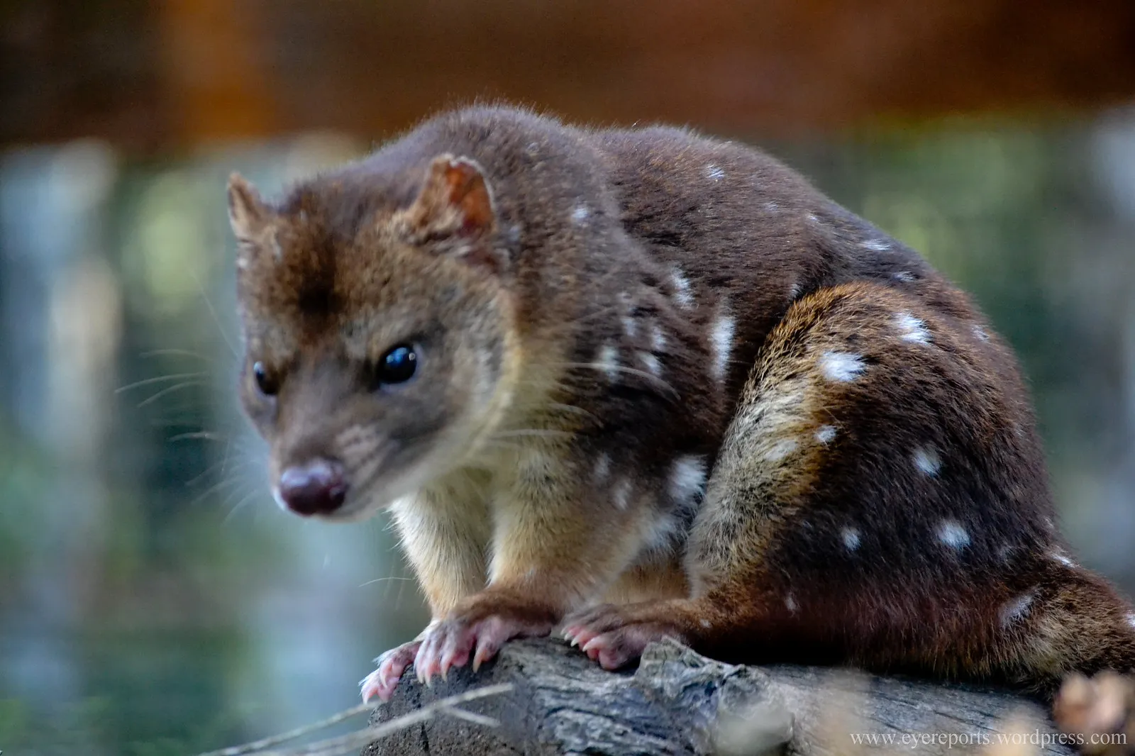 Le quoll ou dasyure le chat marsupial tachete d australie 14 Le quoll ou dasyure le chat marsupial tachete d australie 14