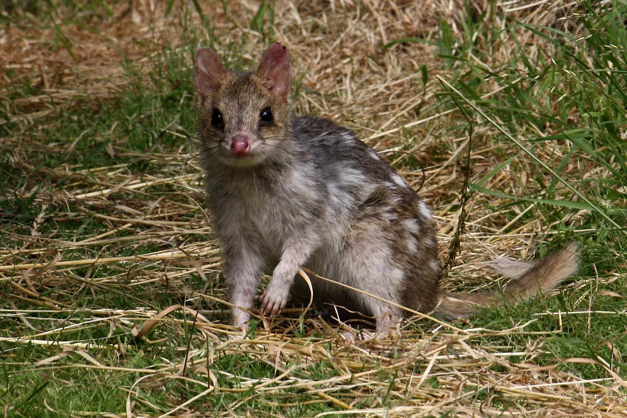 Le quoll ou dasyure le chat marsupial tachete d australie 2 Le quoll ou dasyure le chat marsupial tachete d australie 2 - Quoll oriental