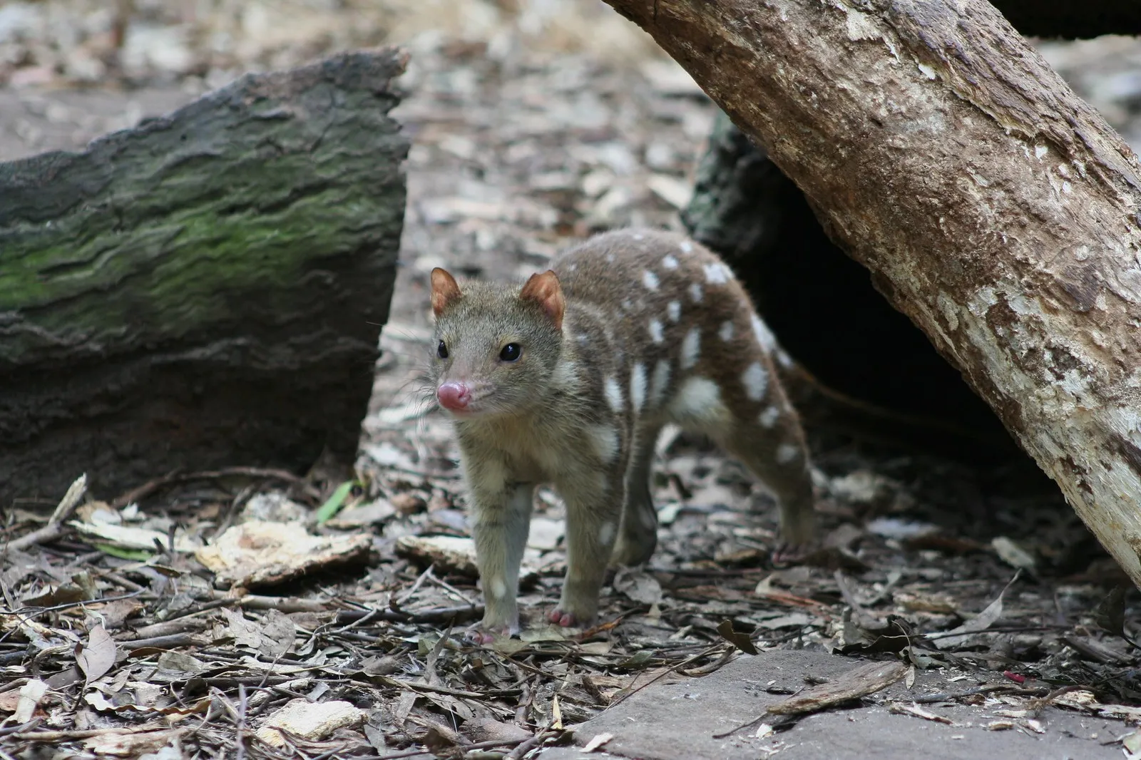 Le quoll ou dasyure le chat marsupial tachete d australie 3 quoll tigre Le quoll ou dasyure le chat marsupial tachete d australie 3 quoll tigre