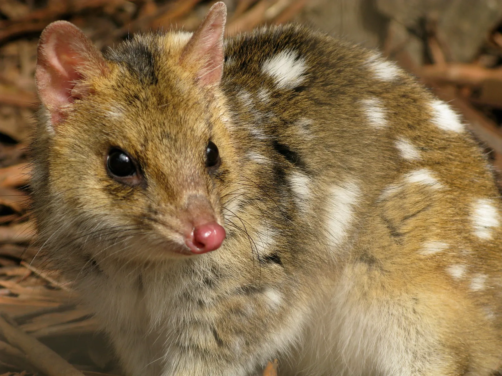 Le quoll ou dasyure le chat marsupial tachete d australie 4 qoll oriental Le quoll ou dasyure le chat marsupial tachete d australie 4 qoll oriental