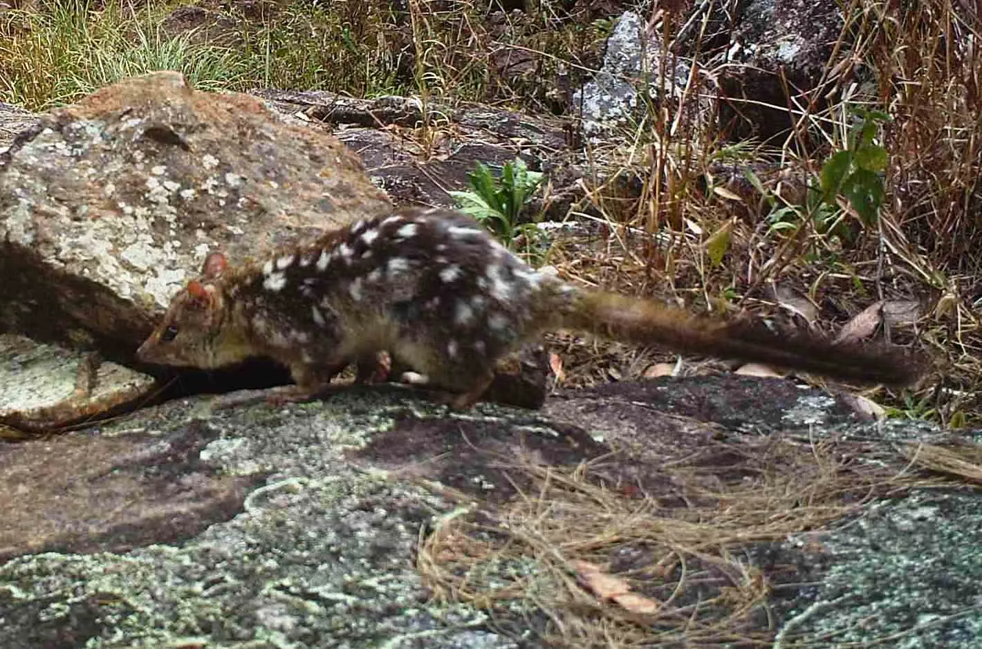 Le quoll ou dasyure le chat marsupial tachete d australie 5 qoll nord Le quoll ou dasyure le chat marsupial tachete d australie 5 qoll nord