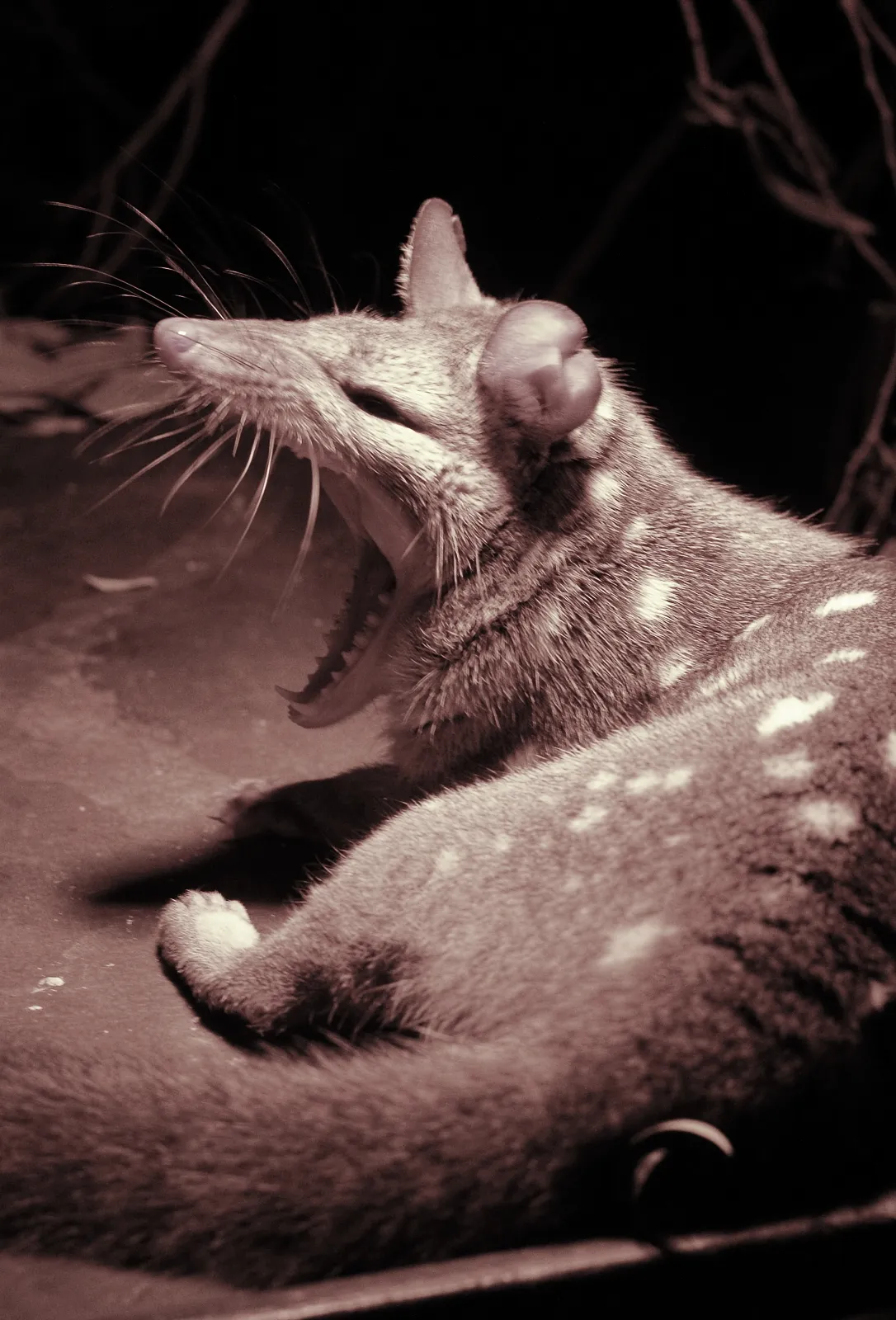 Le quoll ou dasyure le chat marsupial tachete d australie 6 qoll occidental Le quoll ou dasyure le chat marsupial tachete d australie 6 qoll occidental