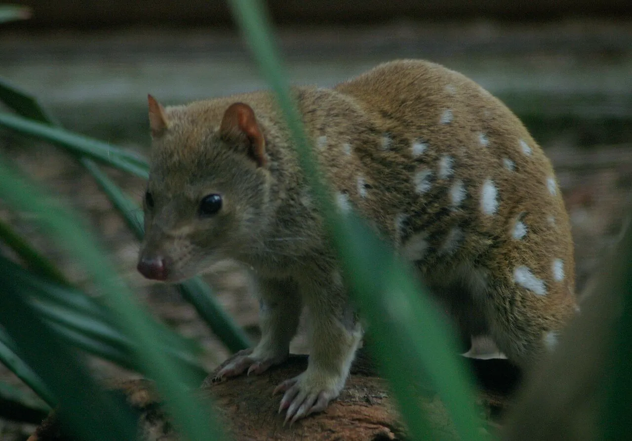 Le quoll ou dasyure le chat marsupial tachete d australie 7 qoll tigre Le quoll ou dasyure le chat marsupial tachete d australie 7 qoll tigre