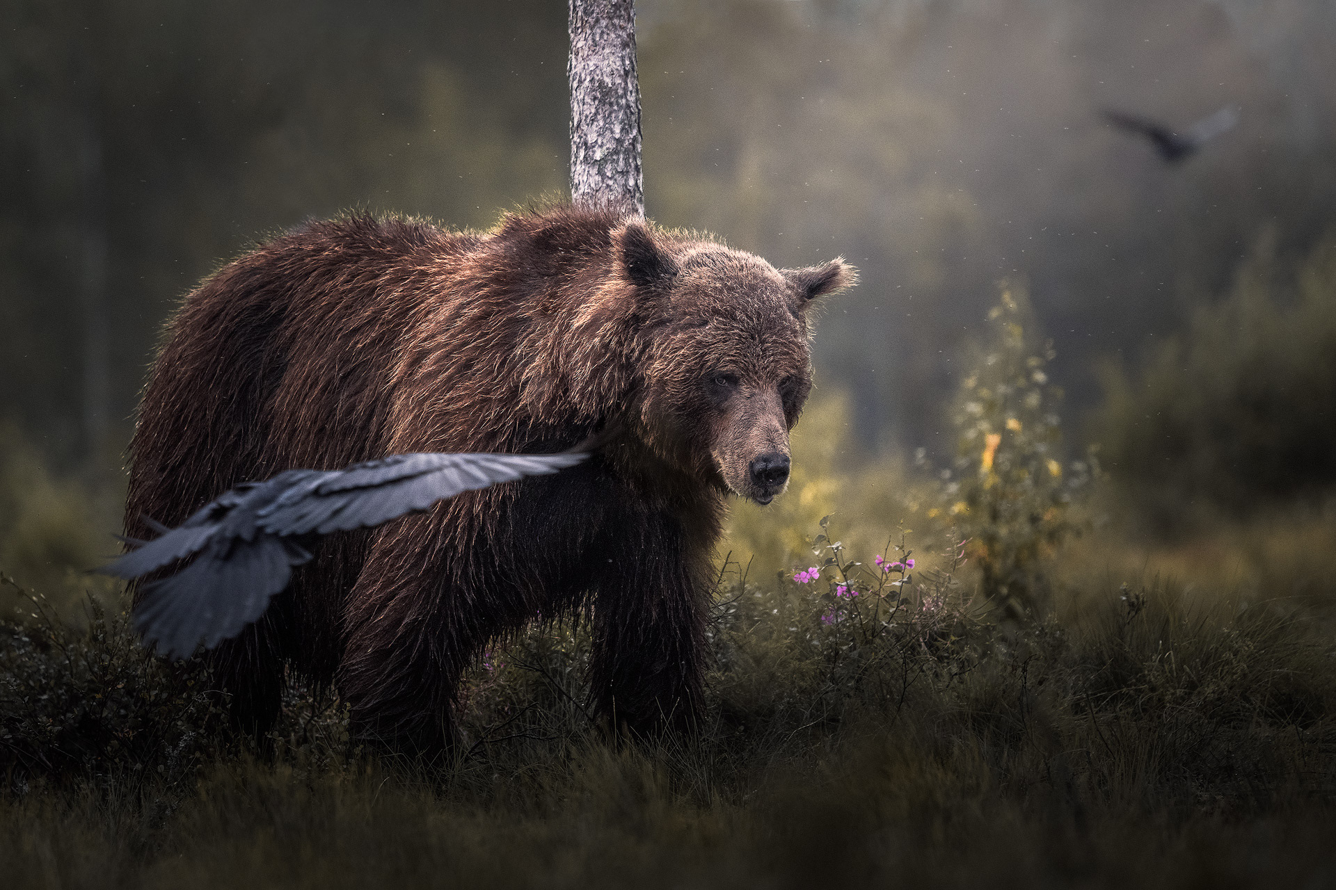 Les ours de Finlande par Christian Hoiberg Les ours de Finlande par Christian Hoiberg 1 Les-ours-de-Finlande-par-Christian-Hoiberg-1