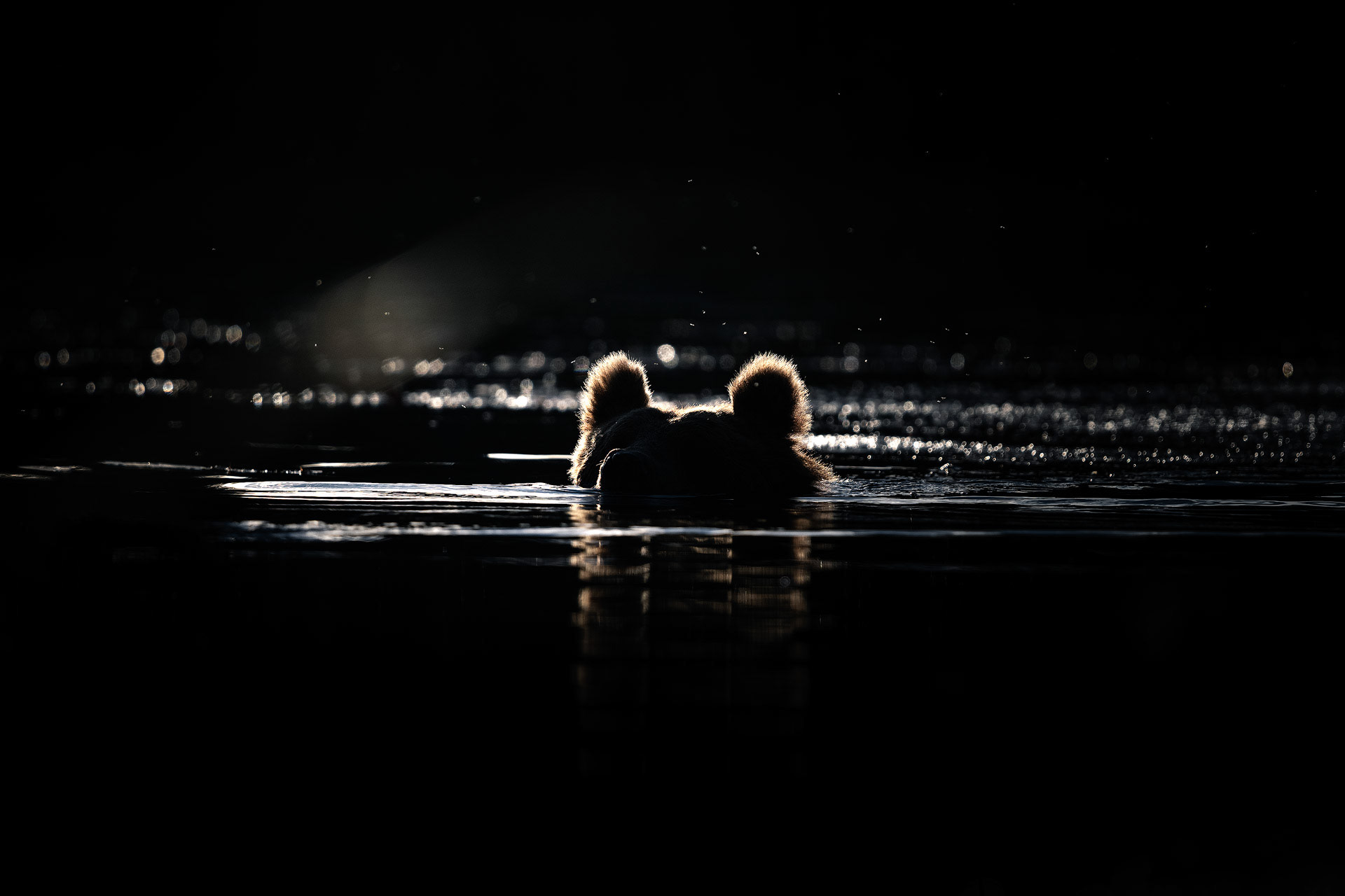 Les ours de Finlande par Christian Hoiberg Les ours de Finlande par Christian Hoiberg 10 Les-ours-de-Finlande-par-Christian-Hoiberg-10