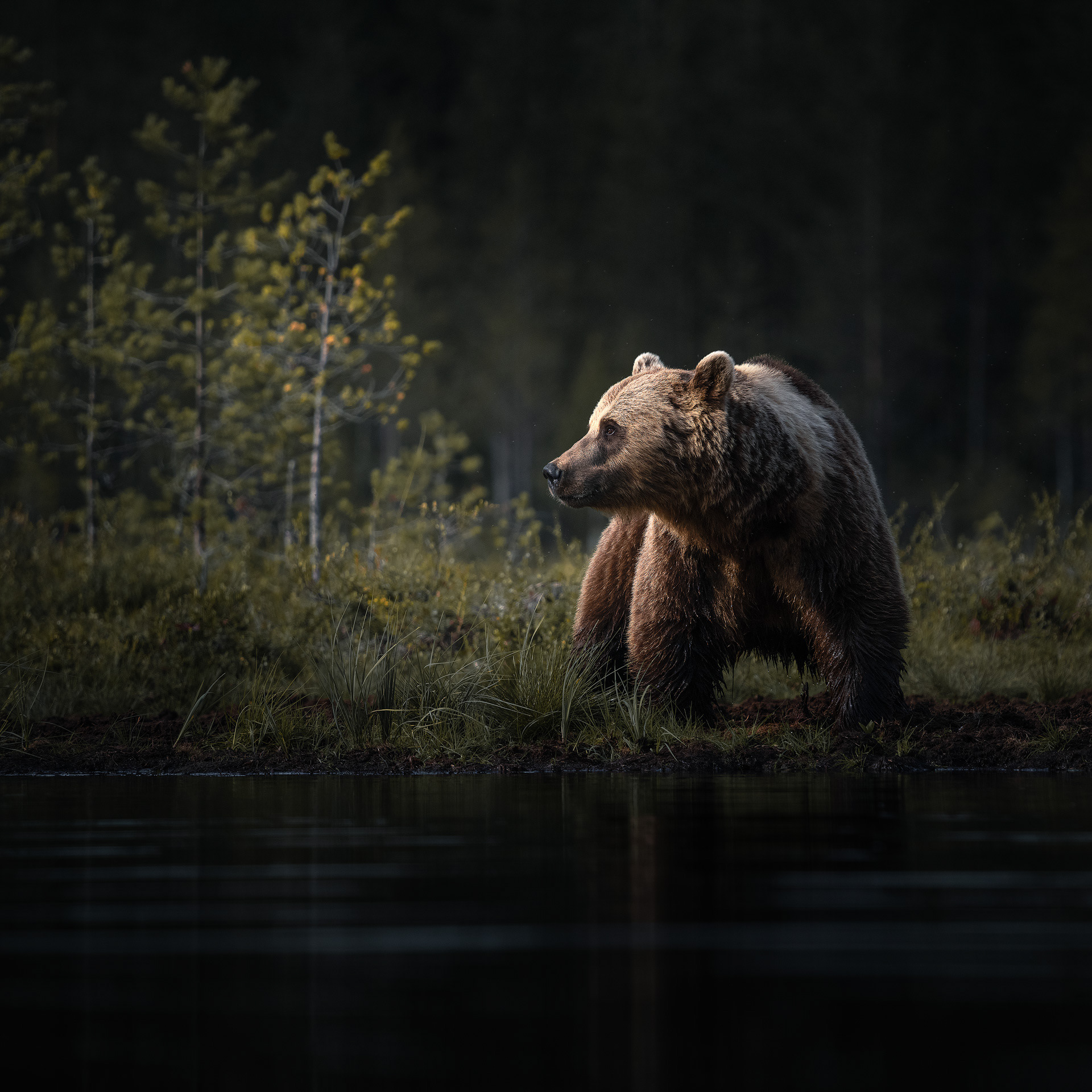 Les ours de Finlande par Christian Hoiberg Les ours de Finlande par Christian Hoiberg 2 Les-ours-de-Finlande-par-Christian-Hoiberg-2