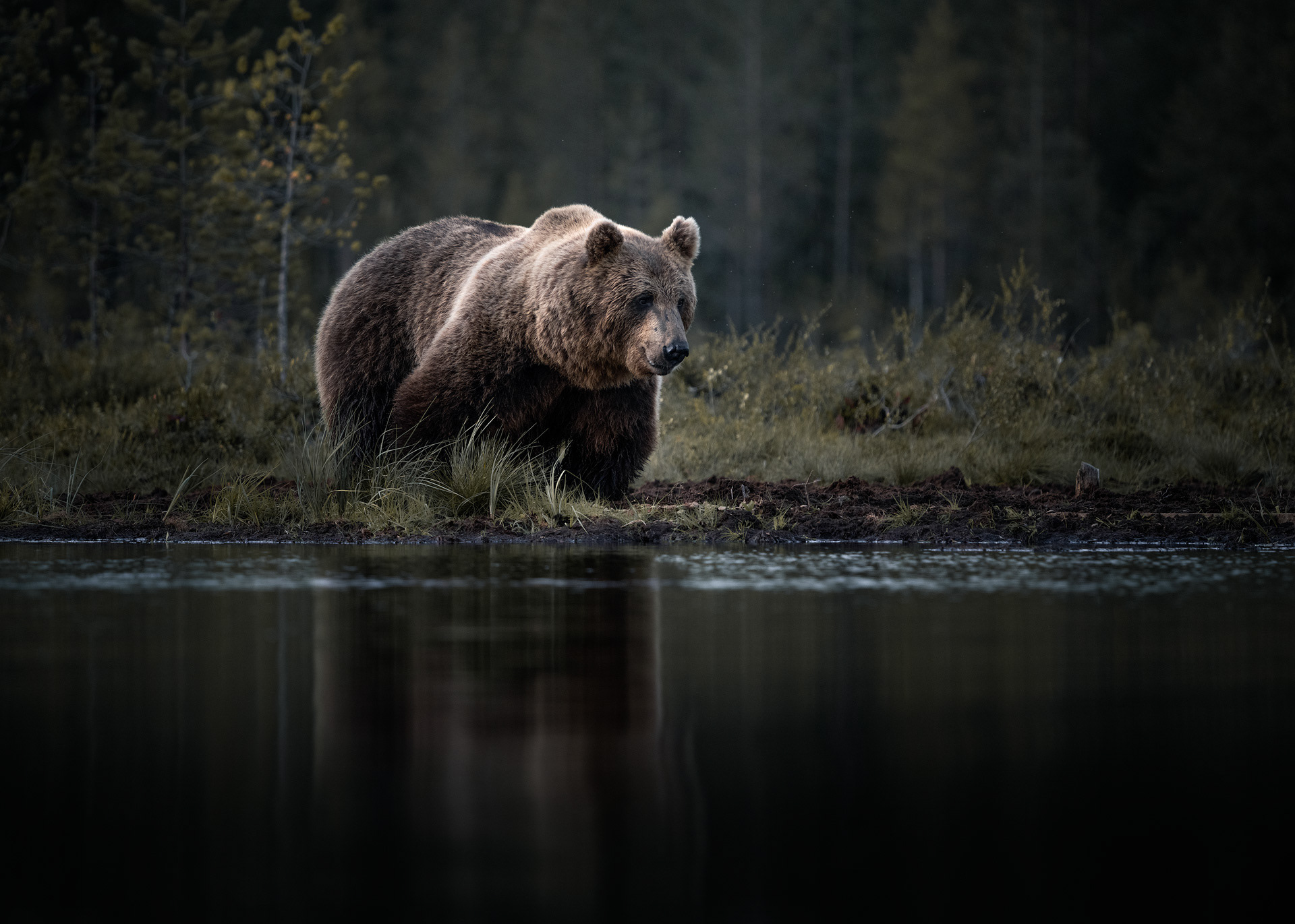 Les ours de Finlande par Christian Hoiberg Les ours de Finlande par Christian Hoiberg 6 Les-ours-de-Finlande-par-Christian-Hoiberg-6