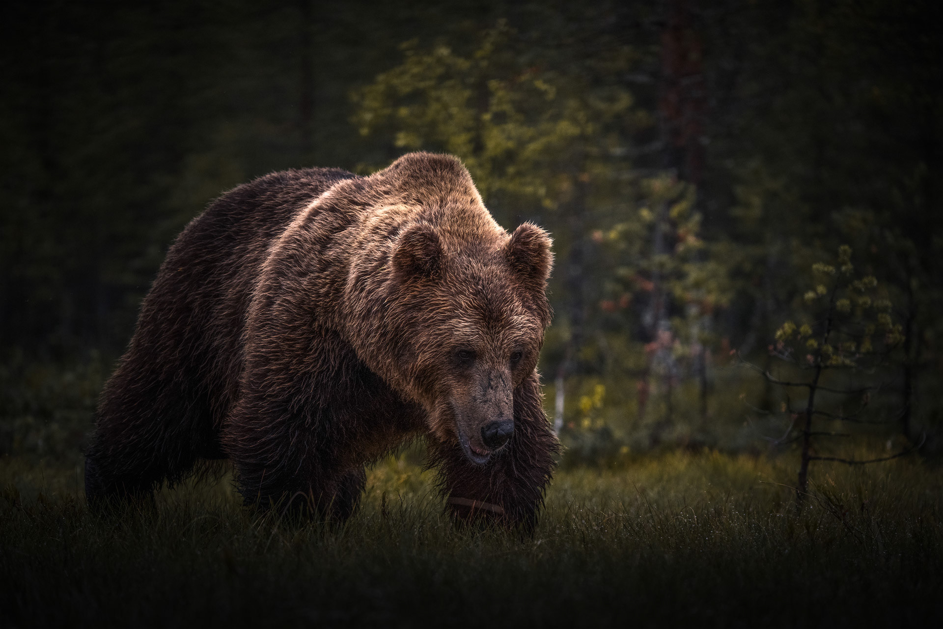 Les ours de Finlande par Christian Hoiberg Les ours de Finlande par Christian Hoiberg 9 Les-ours-de-Finlande-par-Christian-Hoiberg-9