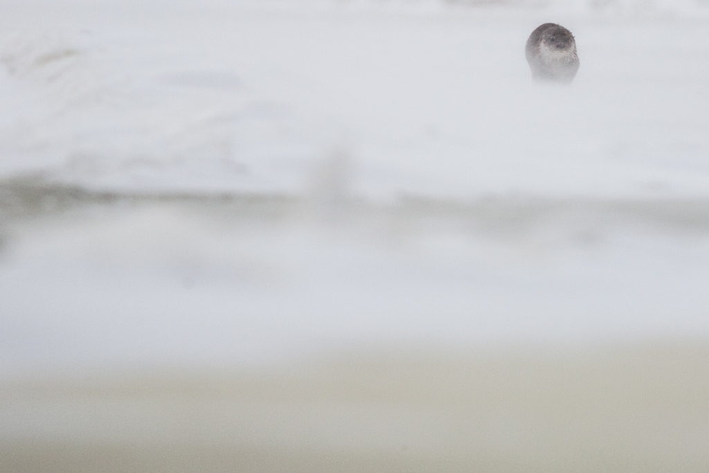 Otter. Winter - une loutre en hiver par Mikolaj Gospodarek Otter Winter une loutre en hiver par Mikolaj Gospodarek 1 Otter-Winter-une-loutre-en-hiver-par-Mikolaj-Gospodarek-1