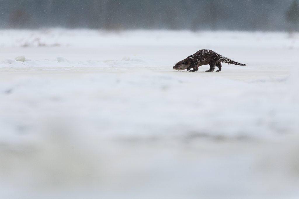 Otter. Winter - une loutre en hiver par Mikolaj Gospodarek Otter Winter une loutre en hiver par Mikolaj Gospodarek 2 Otter-Winter-une-loutre-en-hiver-par-Mikolaj-Gospodarek-2