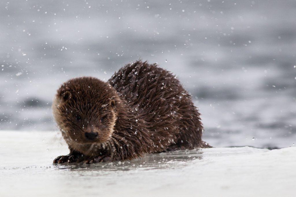 Otter. Winter - une loutre en hiver par Mikolaj Gospodarek Otter Winter une loutre en hiver par Mikolaj Gospodarek 5 Otter-Winter-une-loutre-en-hiver-par-Mikolaj-Gospodarek-5