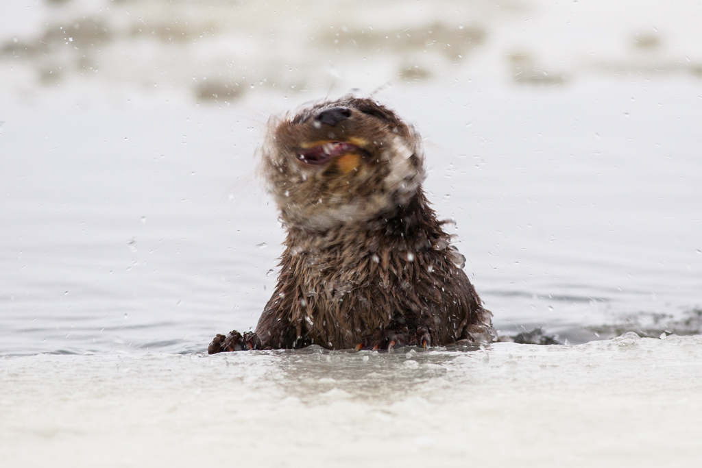 Otter. Winter - une loutre en hiver par Mikolaj Gospodarek Otter Winter une loutre en hiver par Mikolaj Gospodarek 6 Otter-Winter-une-loutre-en-hiver-par-Mikolaj-Gospodarek-6