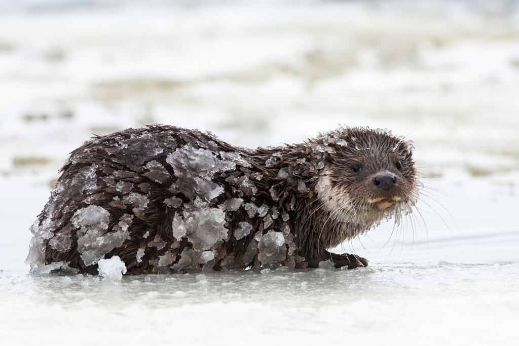 Otter. Winter - une loutre en hiver par Mikolaj Gospodarek Otter Winter une loutre en hiver par Mikolaj Gospodarek 7 Otter-Winter-une-loutre-en-hiver-par-Mikolaj-Gospodarek-7