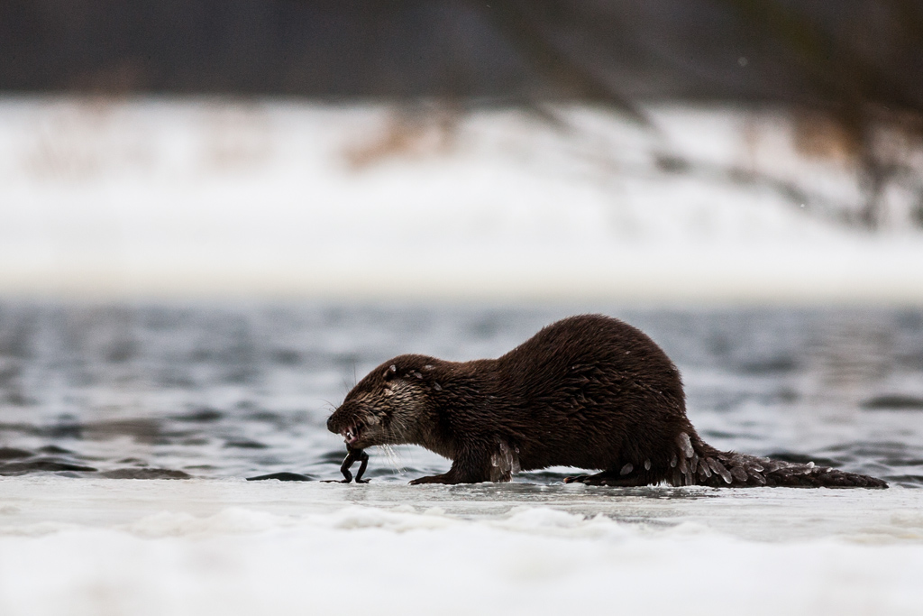 Otter. Winter - une loutre en hiver par Mikolaj Gospodarek Otter Winter une loutre en hiver par Mikolaj Gospodarek 8 Otter-Winter-une-loutre-en-hiver-par-Mikolaj-Gospodarek-8