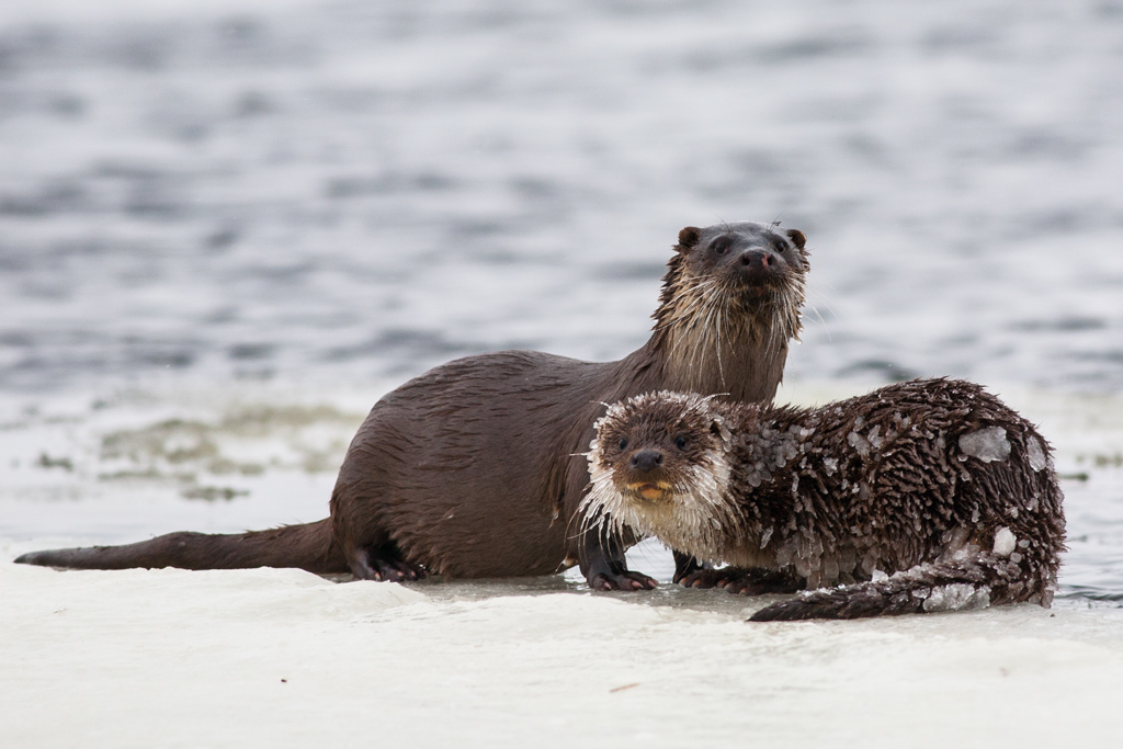 Otter. Winter - une loutre en hiver par Mikolaj Gospodarek Otter Winter une loutre en hiver par Mikolaj Gospodarek 9 Otter-Winter-une-loutre-en-hiver-par-Mikolaj-Gospodarek-9