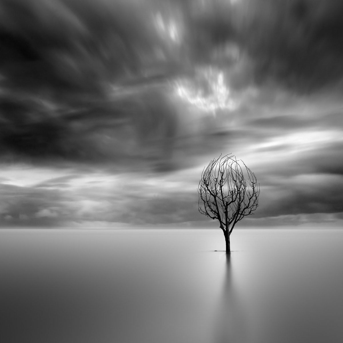 The Shape of Trees - la forme des arbres isolés par George Digalakis The Shape of Trees la forme des arbres isoles par George Digalakis 3 The-Shape-of-Trees-la-forme-des-arbres-isoles-par-George-Digalakis-3