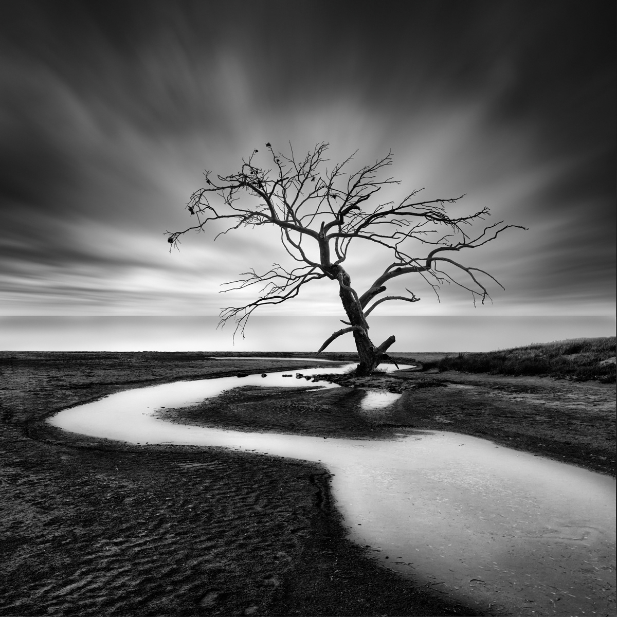 The Shape of Trees - la forme des arbres isolés par George Digalakis The Shape of Trees la forme des arbres isoles par George Digalakis 5 The-Shape-of-Trees-la-forme-des-arbres-isoles-par-George-Digalakis-5