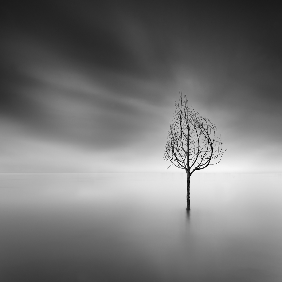 The Shape of Trees - la forme des arbres isolés par George Digalakis The Shape of Trees la forme des arbres isoles par George Digalakis 7 The-Shape-of-Trees-la-forme-des-arbres-isoles-par-George-Digalakis-7
