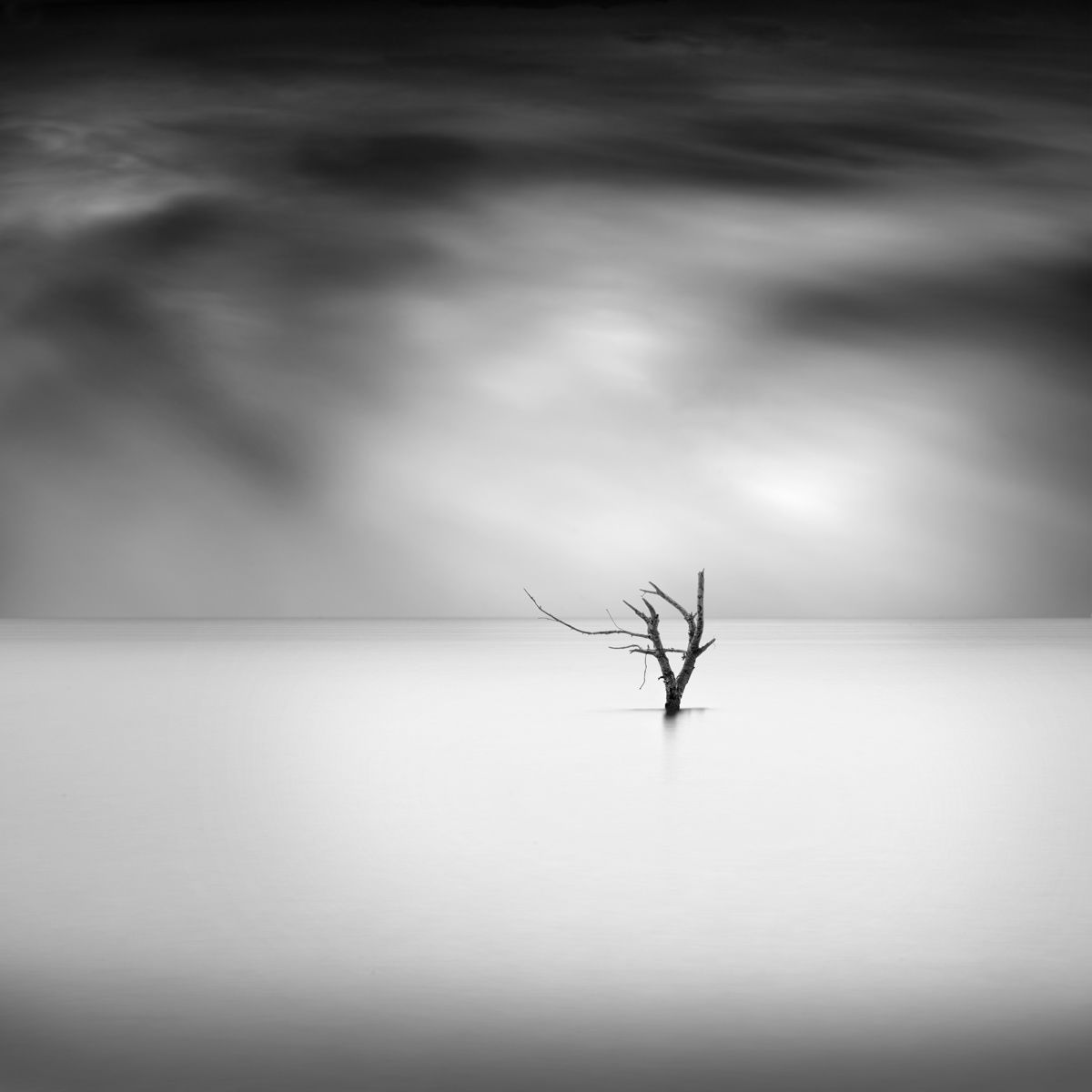 The Shape of Trees - la forme des arbres isolés par George Digalakis The Shape of Trees la forme des arbres isoles par George Digalakis 8 The-Shape-of-Trees-la-forme-des-arbres-isoles-par-George-Digalakis-8