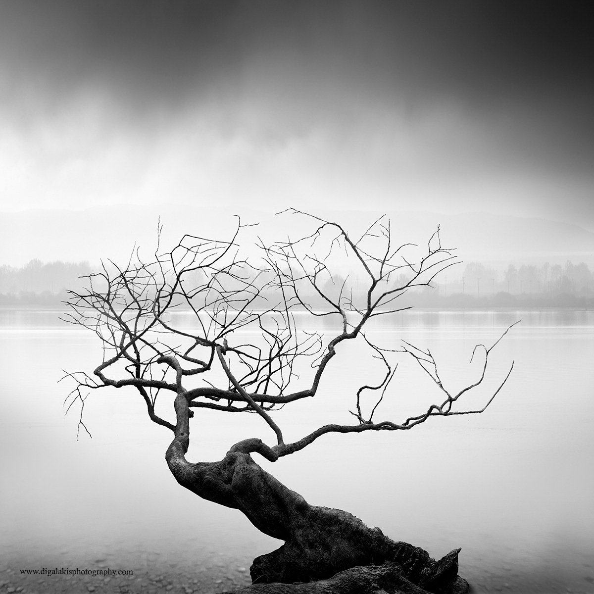The Shape of Trees - la forme des arbres isolés par George Digalakis The Shape of Trees la forme des arbres isoles par George Digalakis 9 The-Shape-of-Trees-la-forme-des-arbres-isoles-par-George-Digalakis-9