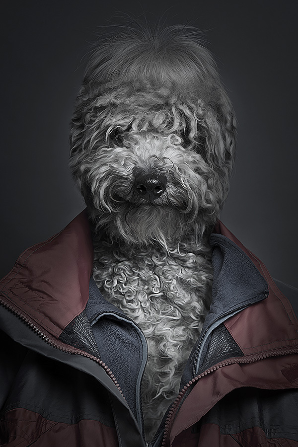 Underdogs - des chiens avec des perruques et des vêtements par Sebastian Magnani Underdogs des chiens avec des perruques et des vetements par Sebastian Magnani 3 Underdogs-des-chiens-avec-des-perruques-et-des-vetements-par-Sebastian-Magnani-3