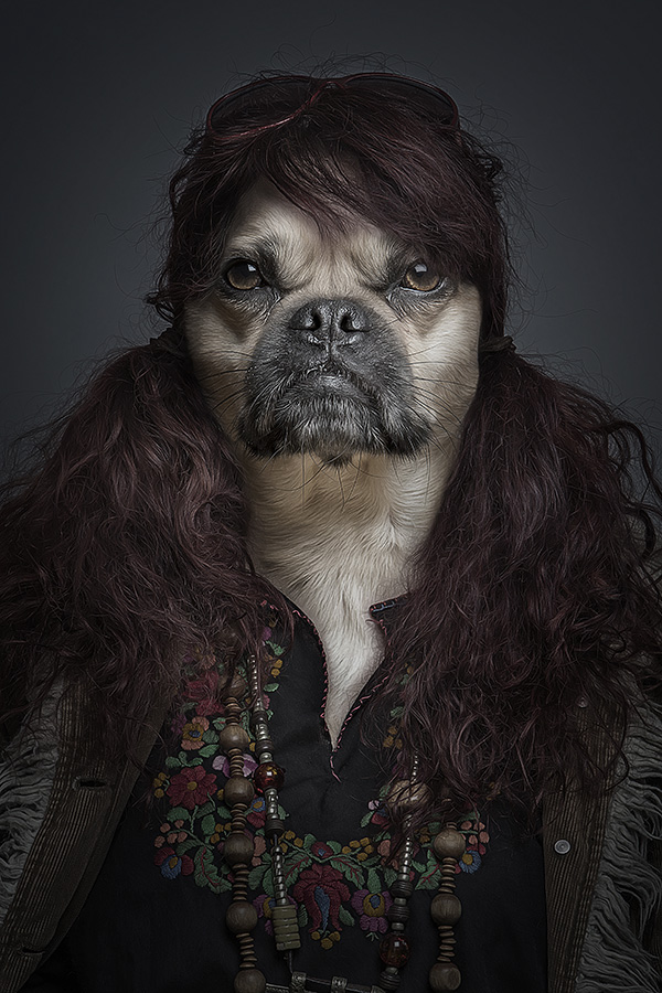 Underdogs - des chiens avec des perruques et des vêtements par Sebastian Magnani Underdogs des chiens avec des perruques et des vetements par Sebastian Magnani 5 Underdogs-des-chiens-avec-des-perruques-et-des-vetements-par-Sebastian-Magnani-5