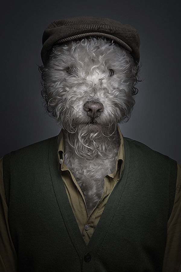 Underdogs - des chiens avec des perruques et des vêtements par Sebastian Magnani Underdogs des chiens avec des perruques et des vetements par Sebastian Magnani 8 Underdogs-des-chiens-avec-des-perruques-et-des-vetements-par-Sebastian-Magnani-8