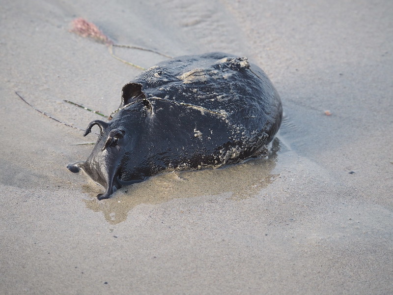 La limace de mer noire géante Aplysia vaccaria la limace de mer noire geante 2 Aplysia-vaccaria-la-limace-de-mer-noire-geante-2
