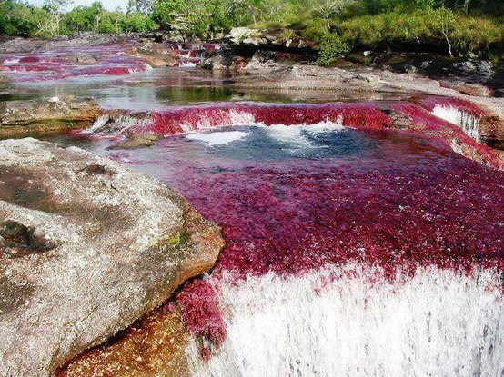 Caño Cristales - la rivière arc-en-ciel de Colombie Cano Cristales la riviere arc en ciel de Colombie 11 Cano-Cristales-la-riviere-arc-en-ciel-de-Colombie-11