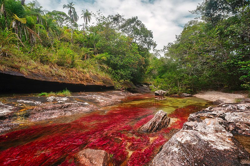 Caño Cristales - la rivière arc-en-ciel de Colombie Cano Cristales la riviere arc en ciel de Colombie 12 Cano-Cristales-la-riviere-arc-en-ciel-de-Colombie-12