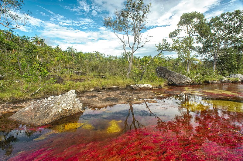 Caño Cristales - la rivière arc-en-ciel de Colombie Cano Cristales la riviere arc en ciel de Colombie 13 Cano-Cristales-la-riviere-arc-en-ciel-de-Colombie-13