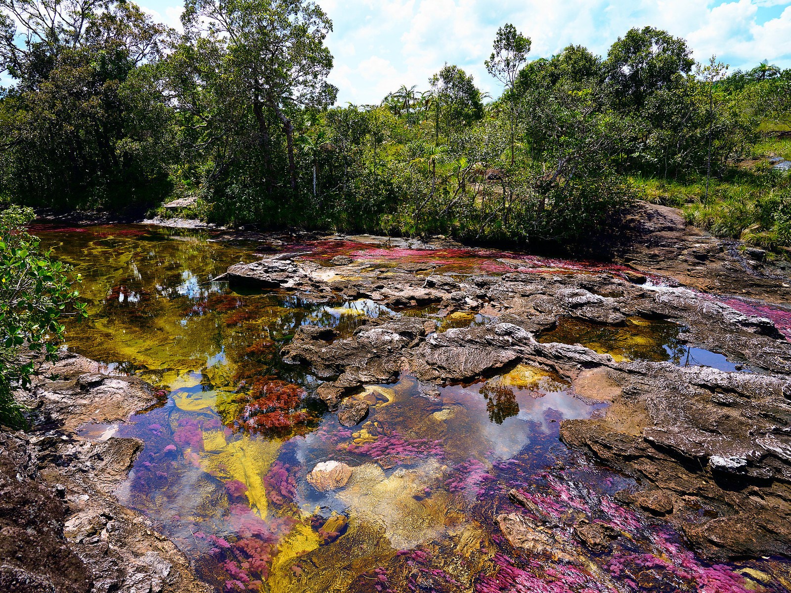 Cano Cristales la riviere arc en ciel de Colombie 2 Cano Cristales la riviere arc en ciel de Colombie 2