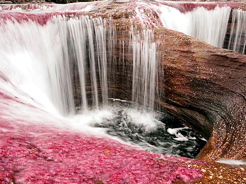 Caño Cristales - la rivière arc-en-ciel de Colombie Cano Cristales la riviere arc en ciel de Colombie 7 Cano-Cristales-la-riviere-arc-en-ciel-de-Colombie-7