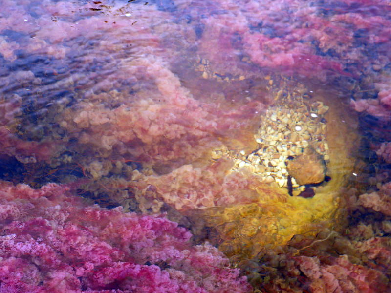 Caño Cristales - la rivière arc-en-ciel de Colombie Cano Cristales la riviere arc en ciel de Colombie 8 Cano-Cristales-la-riviere-arc-en-ciel-de-Colombie-8