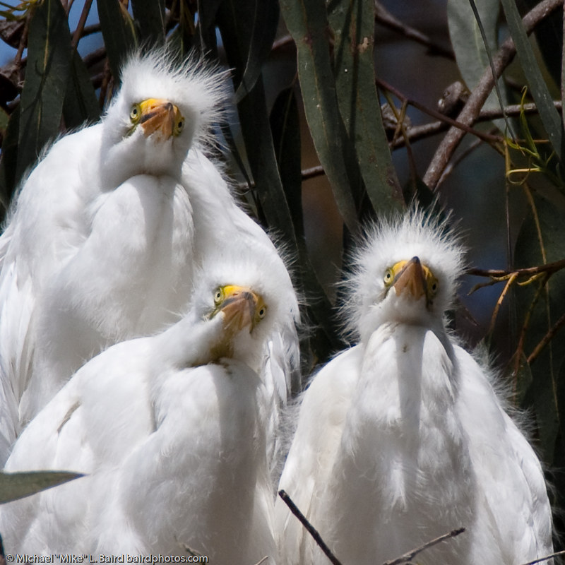 Le vol majestueux de la grande aigrette La grace majestueuse du vol de la grande aigrette 12 La-grace-majestueuse-du-vol-de-la-grande-aigrette-12