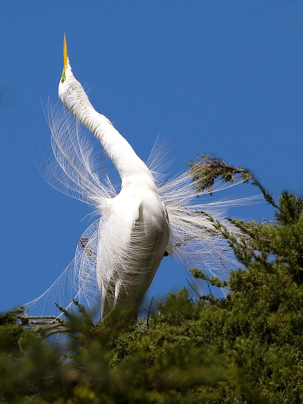 Le vol majestueux de la grande aigrette La grace majestueuse du vol de la grande aigrette 14 La-grace-majestueuse-du-vol-de-la-grande-aigrette-14