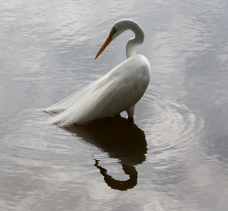 Le vol majestueux de la grande aigrette La grace majestueuse du vol de la grande aigrette 15 La-grace-majestueuse-du-vol-de-la-grande-aigrette-15