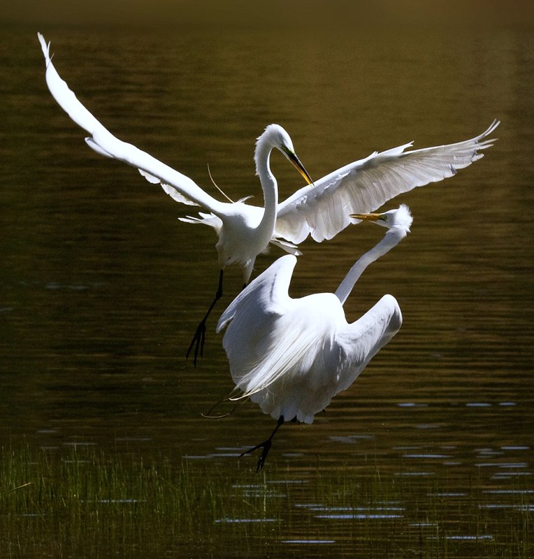 Le vol majestueux de la grande aigrette La grace majestueuse du vol de la grande aigrette 17 La-grace-majestueuse-du-vol-de-la-grande-aigrette-17