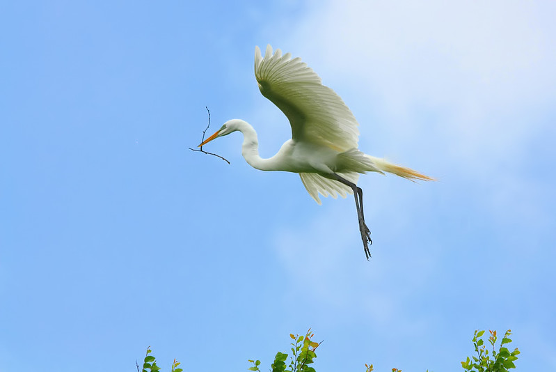 Le vol majestueux de la grande aigrette La grace majestueuse du vol de la grande aigrette 18 La-grace-majestueuse-du-vol-de-la-grande-aigrette-18
