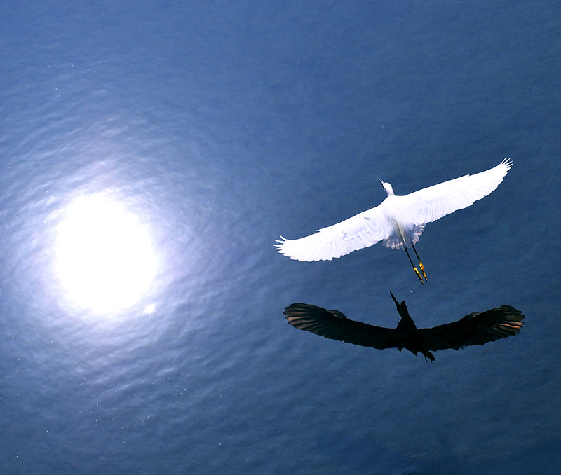 Le vol majestueux de la grande aigrette La grace majestueuse du vol de la grande aigrette 21 La-grace-majestueuse-du-vol-de-la-grande-aigrette-21