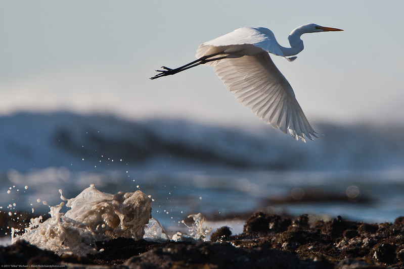 Le vol majestueux de la grande aigrette La grace majestueuse du vol de la grande aigrette 22 La-grace-majestueuse-du-vol-de-la-grande-aigrette-22