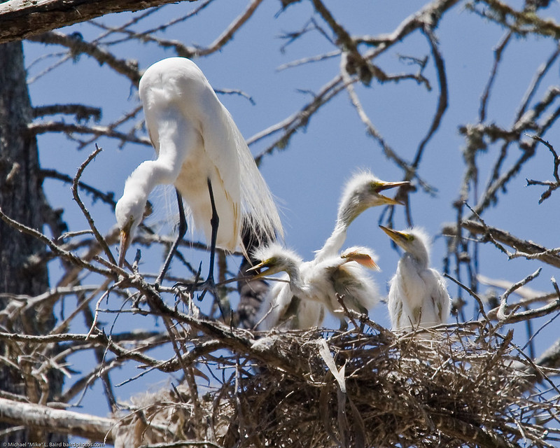 Le vol majestueux de la grande aigrette La grace majestueuse du vol de la grande aigrette 3 La-grace-majestueuse-du-vol-de-la-grande-aigrette-3