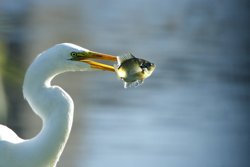 Le vol majestueux de la grande aigrette La grace majestueuse du vol de la grande aigrette 4 La-grace-majestueuse-du-vol-de-la-grande-aigrette-4