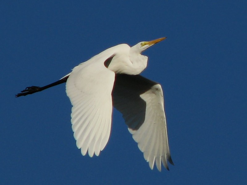 Le vol majestueux de la grande aigrette La grace majestueuse du vol de la grande aigrette 7 La-grace-majestueuse-du-vol-de-la-grande-aigrette-7